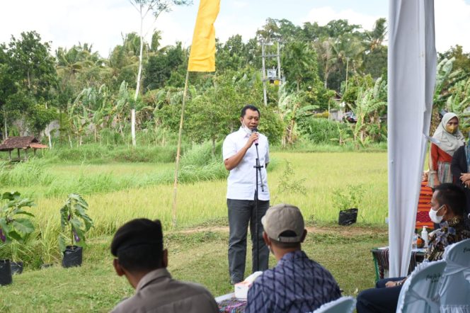 
 Gubernur NTB Berharap Metode Tanam Padi sistem SRI dan Jarwo, Tingkatkan Produksi Petani