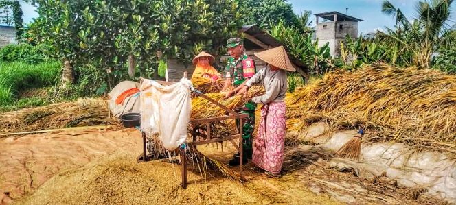 
 Babinsa Mendampingi Warga Gabah Rontok di Desa Calabai
