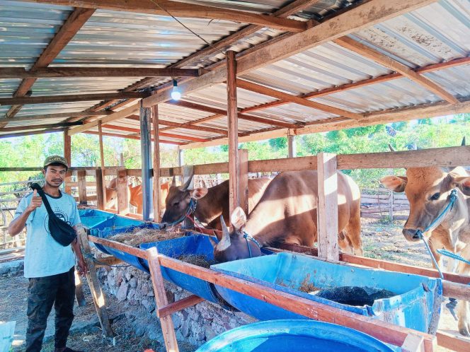 
 Tersedia Jual Beli Sapi di Bima, Dompu, dan Sumbawa