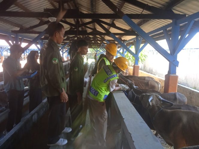 
 Karantina NTB Pastikan Sapi Asal Lombok Barat Sehat Sebelum Berlayar ke Lampung